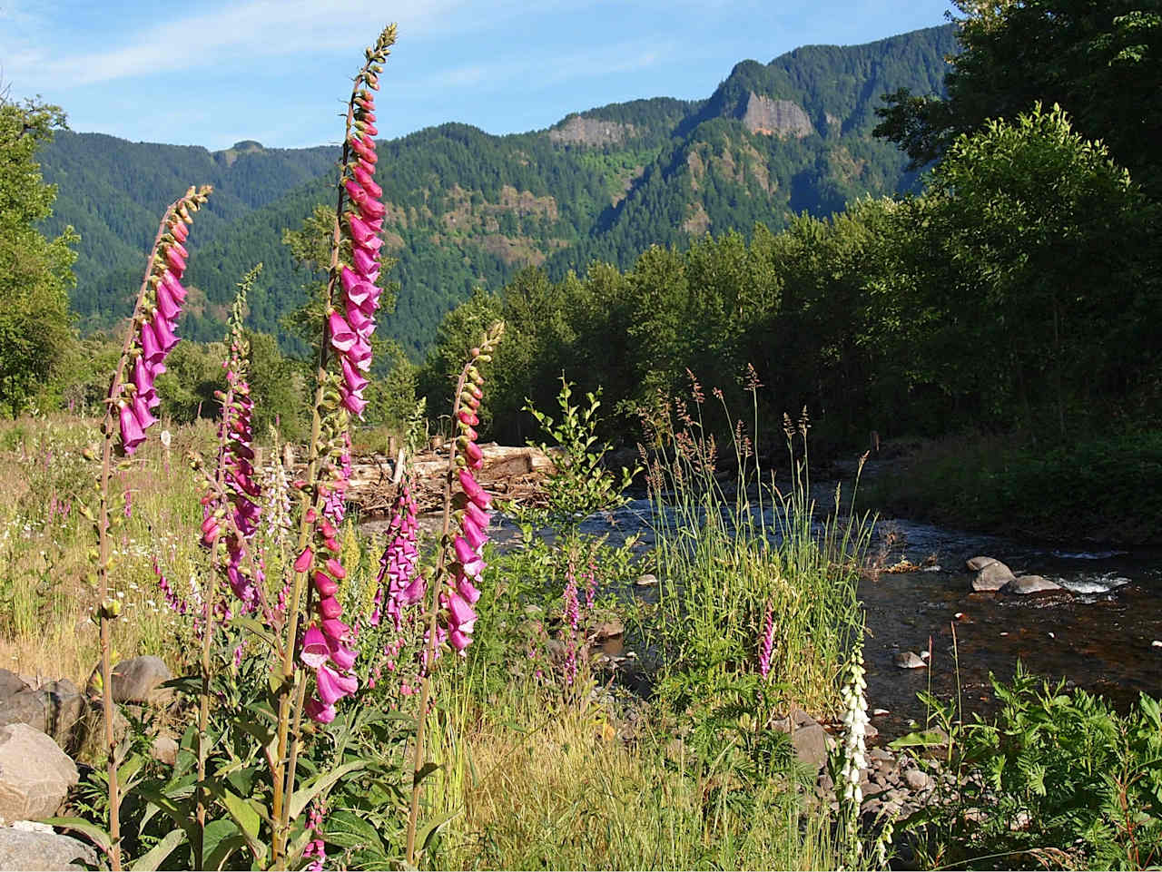 Beacon Rock Main Campground