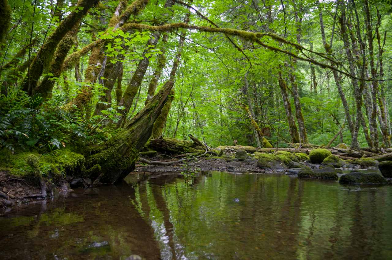 Gifford Pinchot National Forest