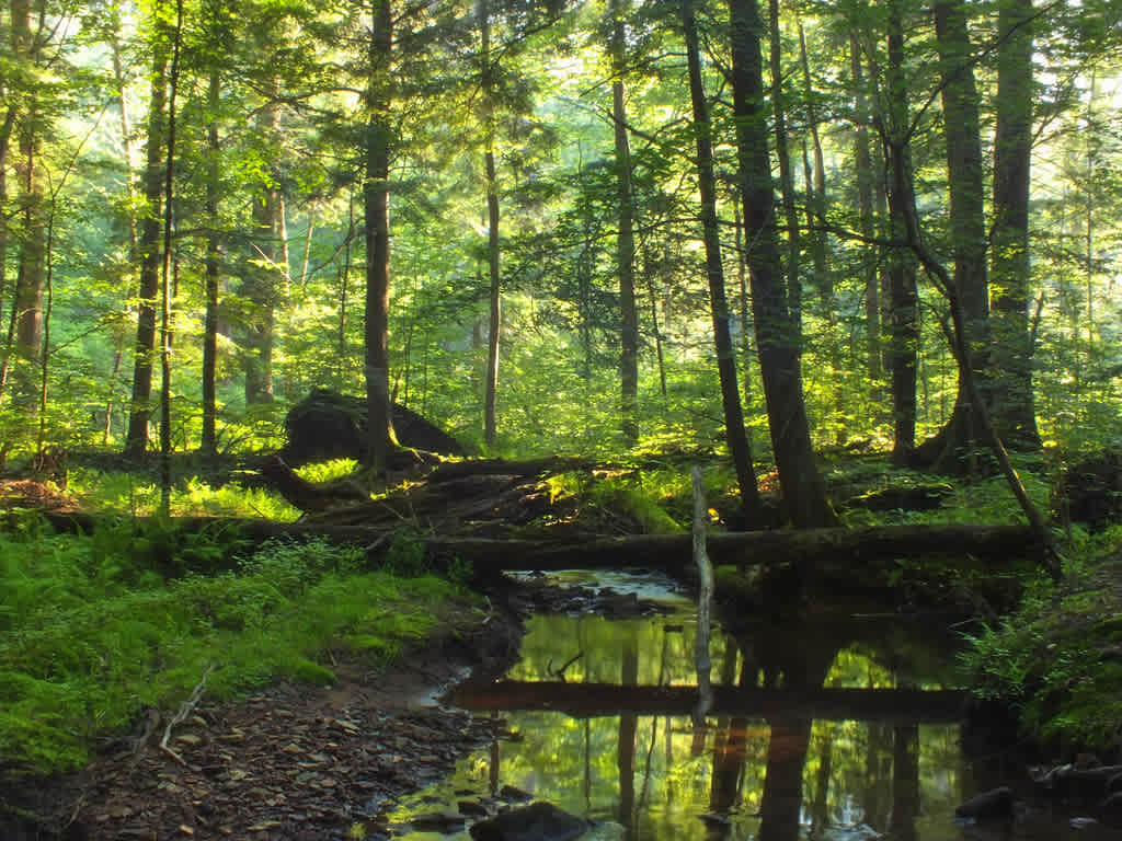 Hooks Brook Boat Access Campground