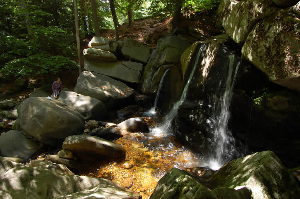 Willard Brook State Forest