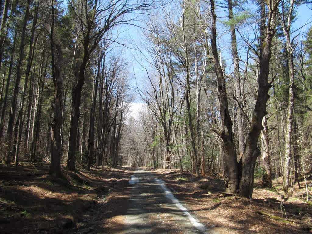 Savoy Mountain State Forest