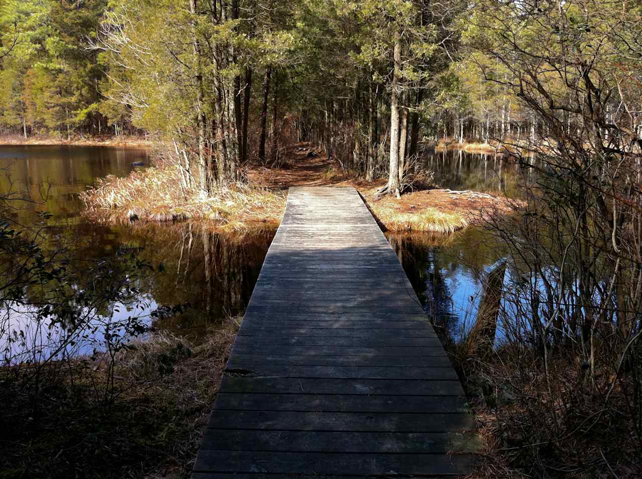 Brendan T. Byrne State Forest