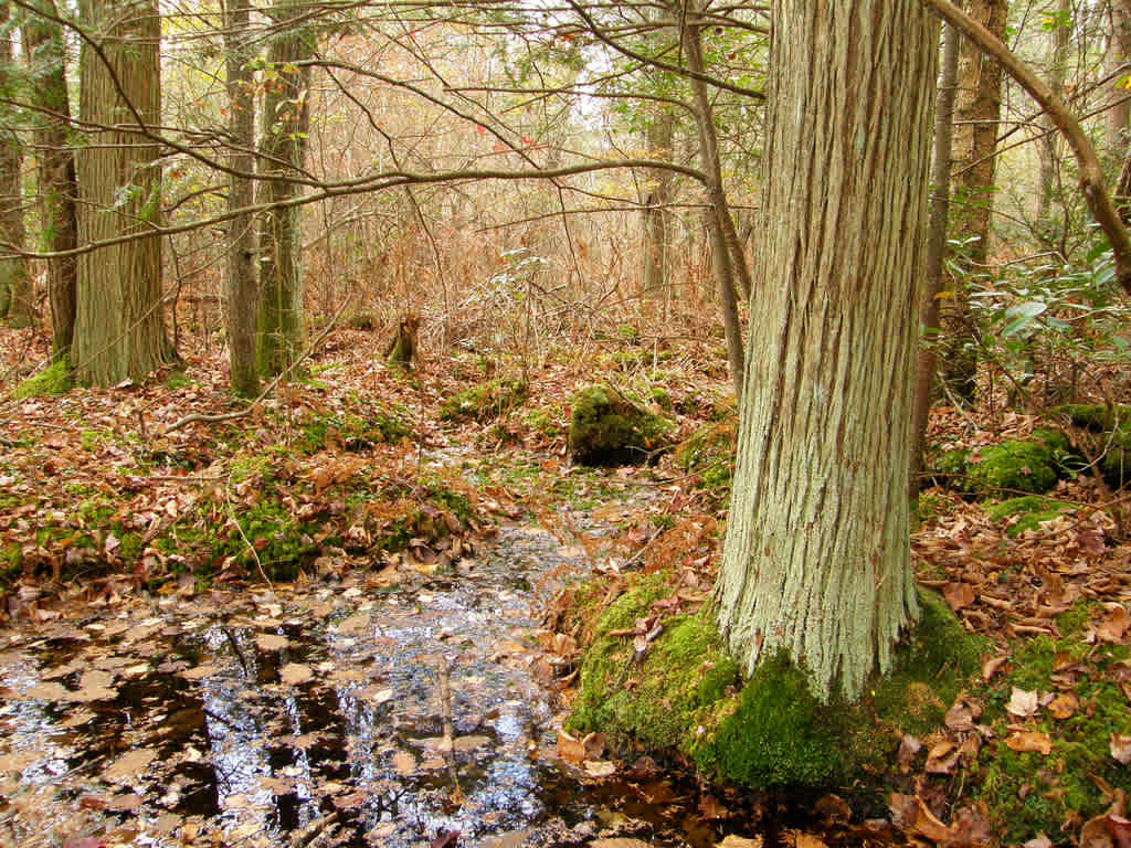 Legend Wood Shelter