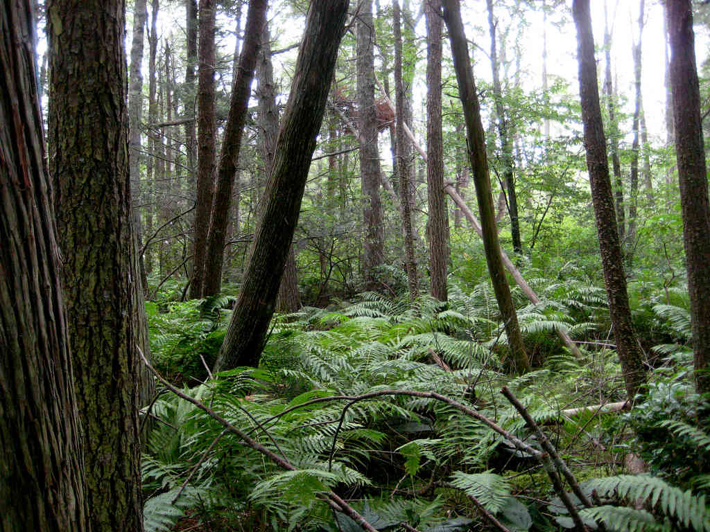 Peg Mill Shelter