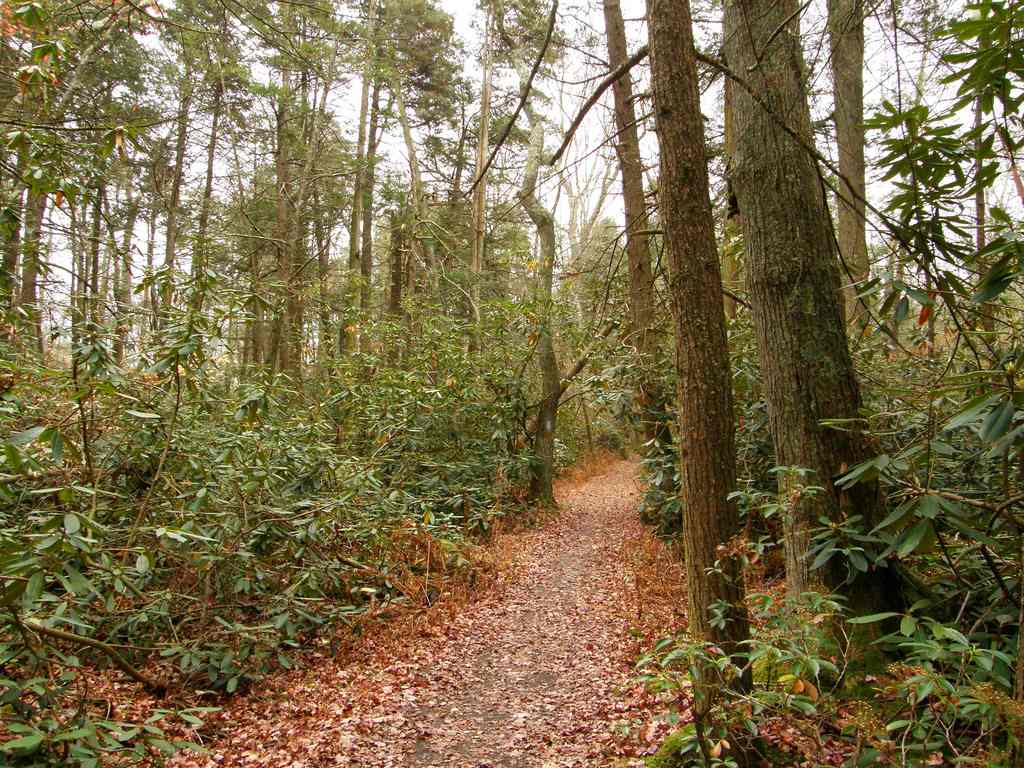 Dawley Pond Shelter