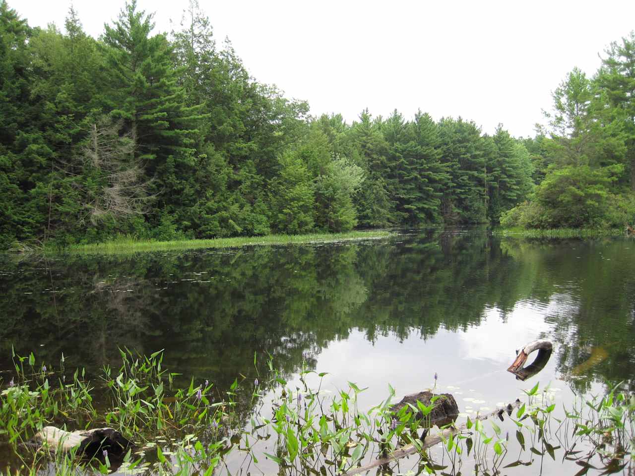 Nipmuck State Forest