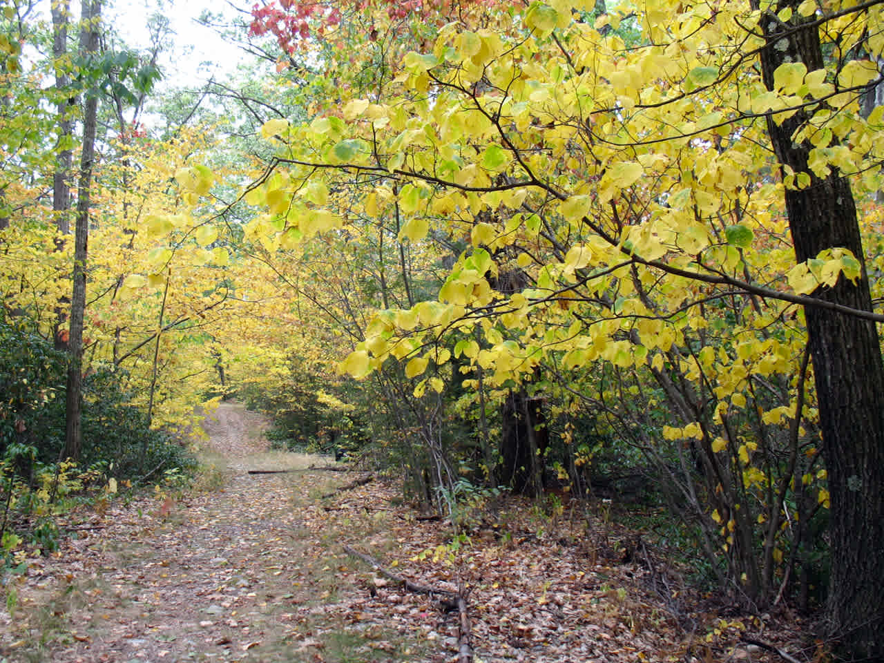 Hurricane Brook Campsite