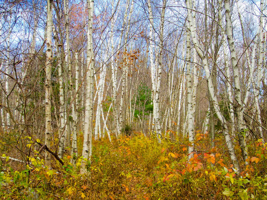 Mohawk State Forest