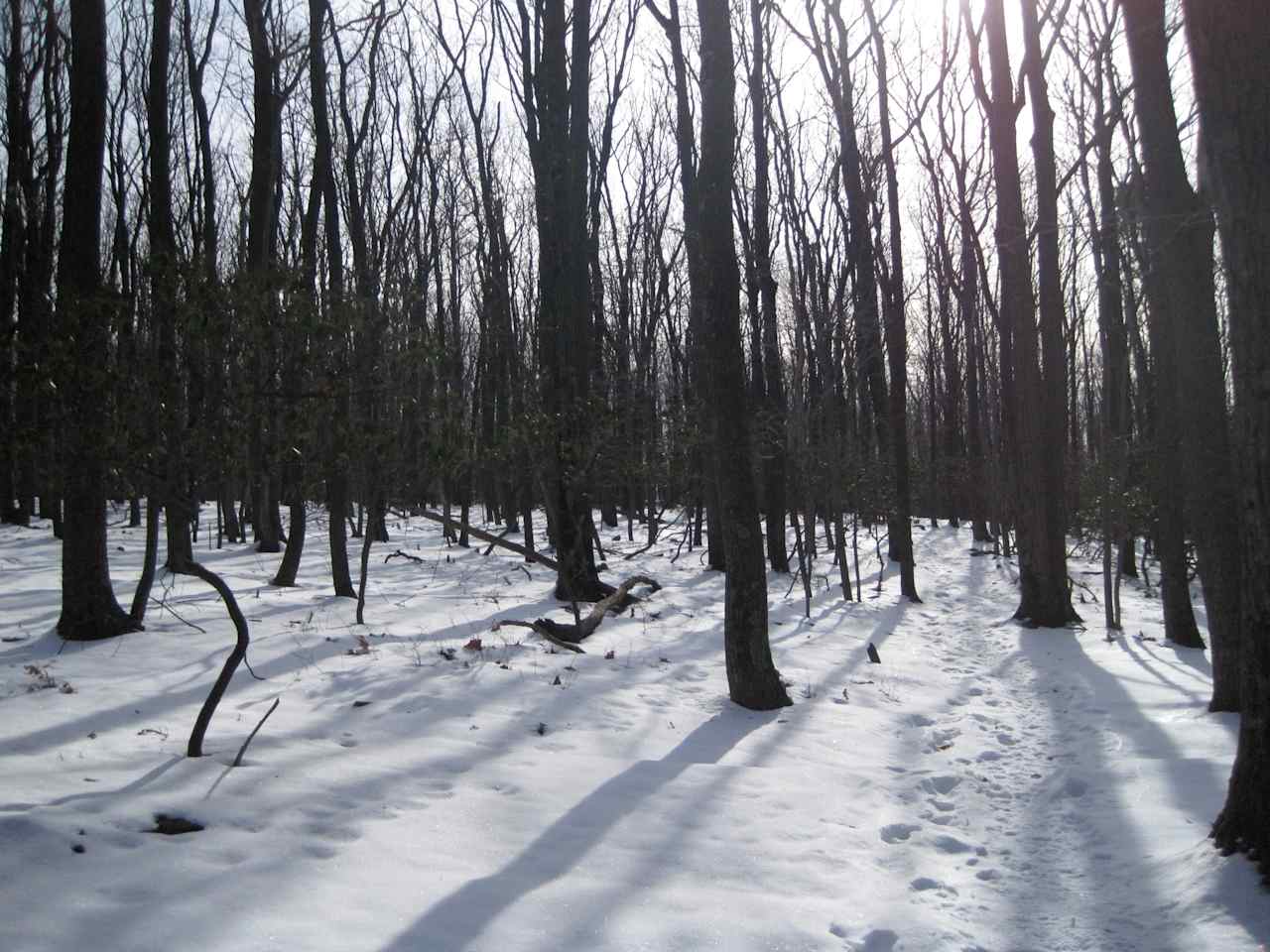 Camp Misty Mount Cabins