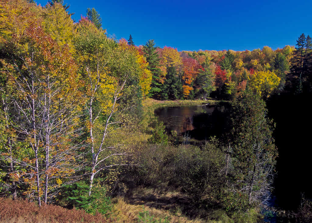 Hiawatha National Forest