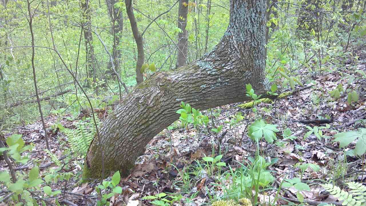 Atkinson Ridge Hunters Camp