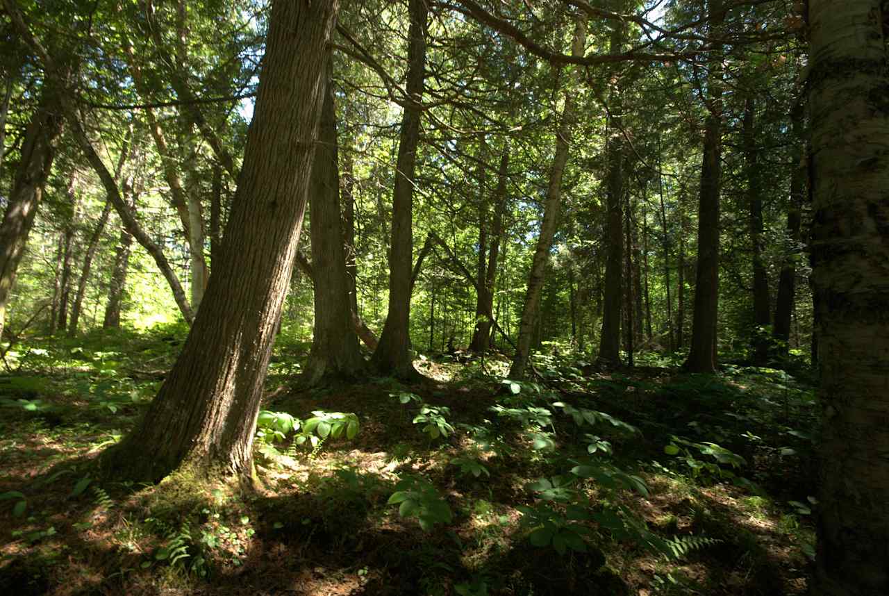 Chequamegon National Forest