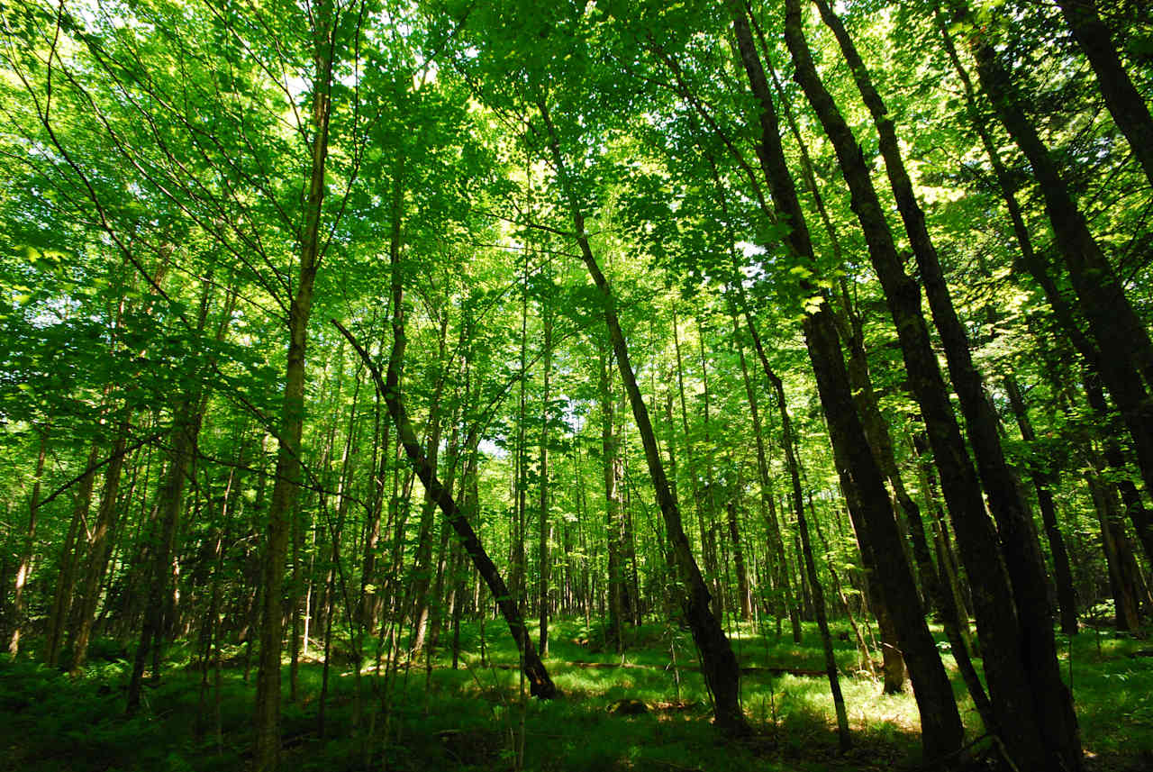 Richardson Lake Campground