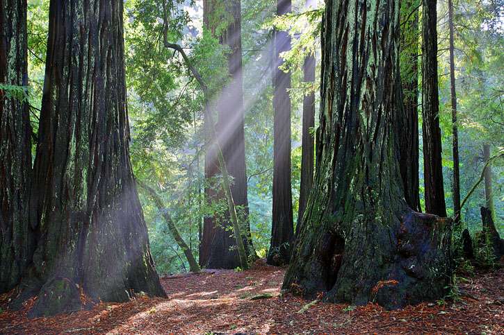 Blooms Creek Campground