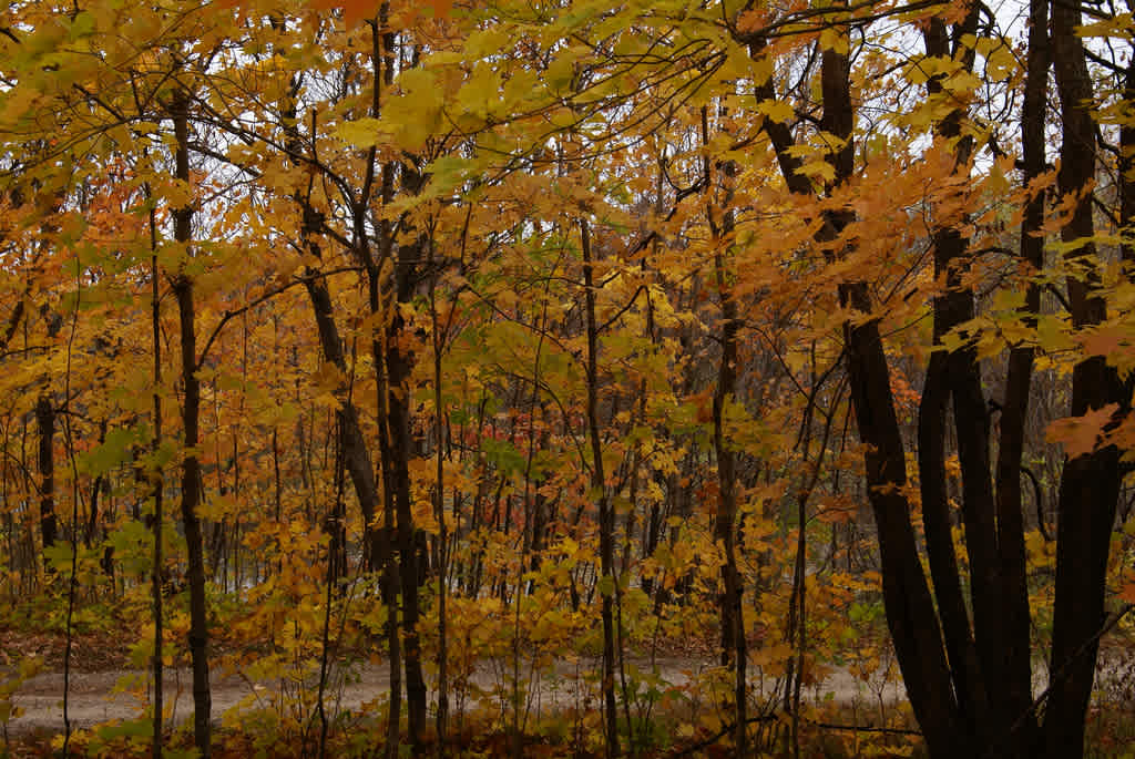 Maplewood State Park