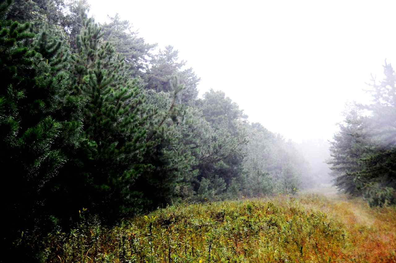 Sand Ridge State Forest