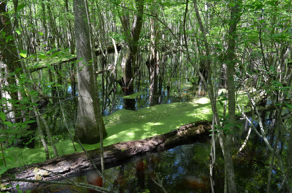 Givhans Ferry State Park