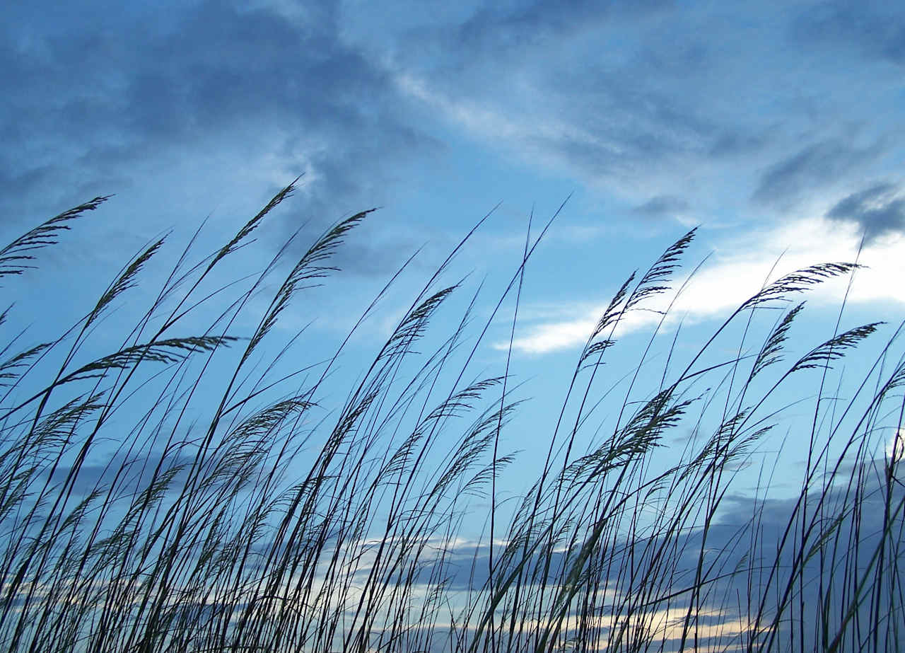 Huntington Beach State Park