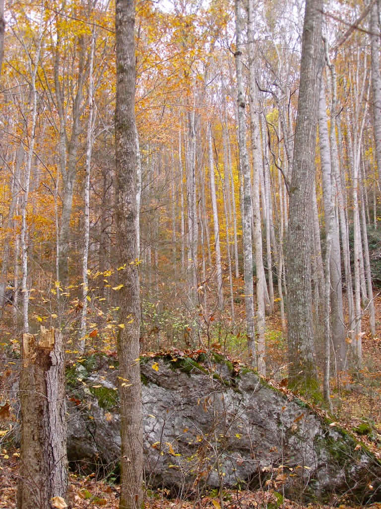 Pisgah National Forest