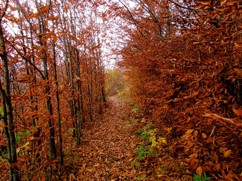 Wilson Creek Wild and Scenic River Area