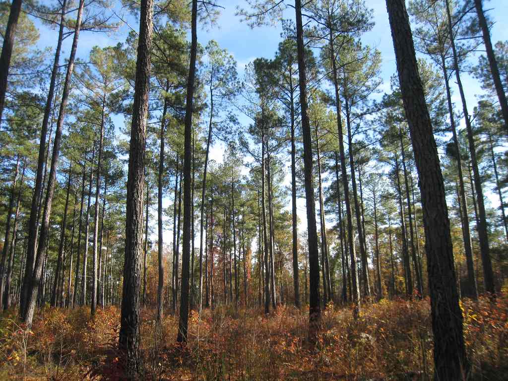 Falls Lake Campground