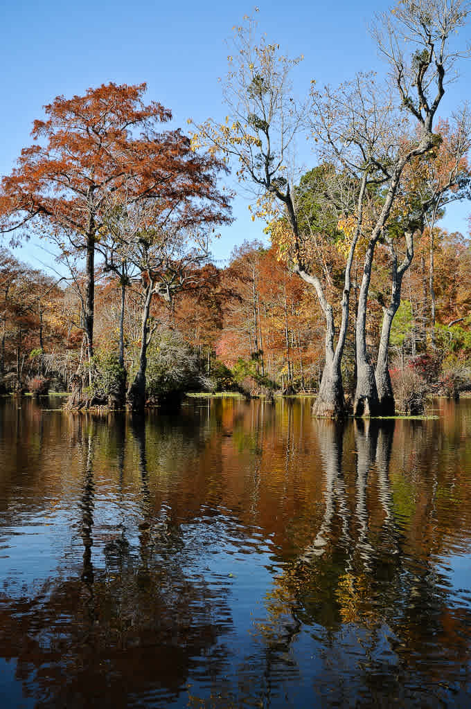 Merchants Millpond State Park