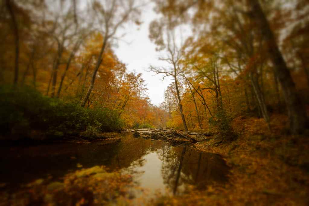 Prince William Forest National Park