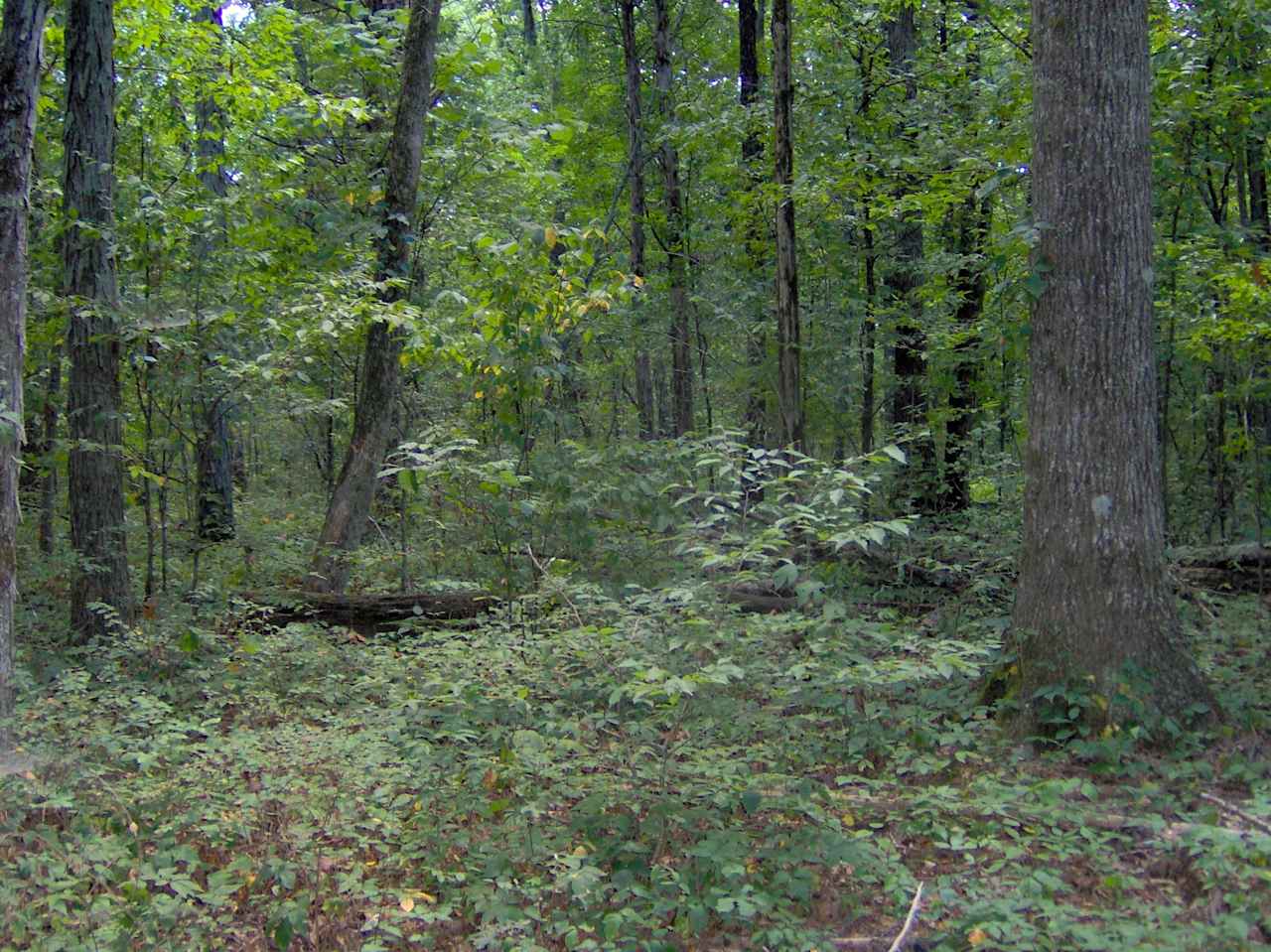 Cedars of Lebanon State Park