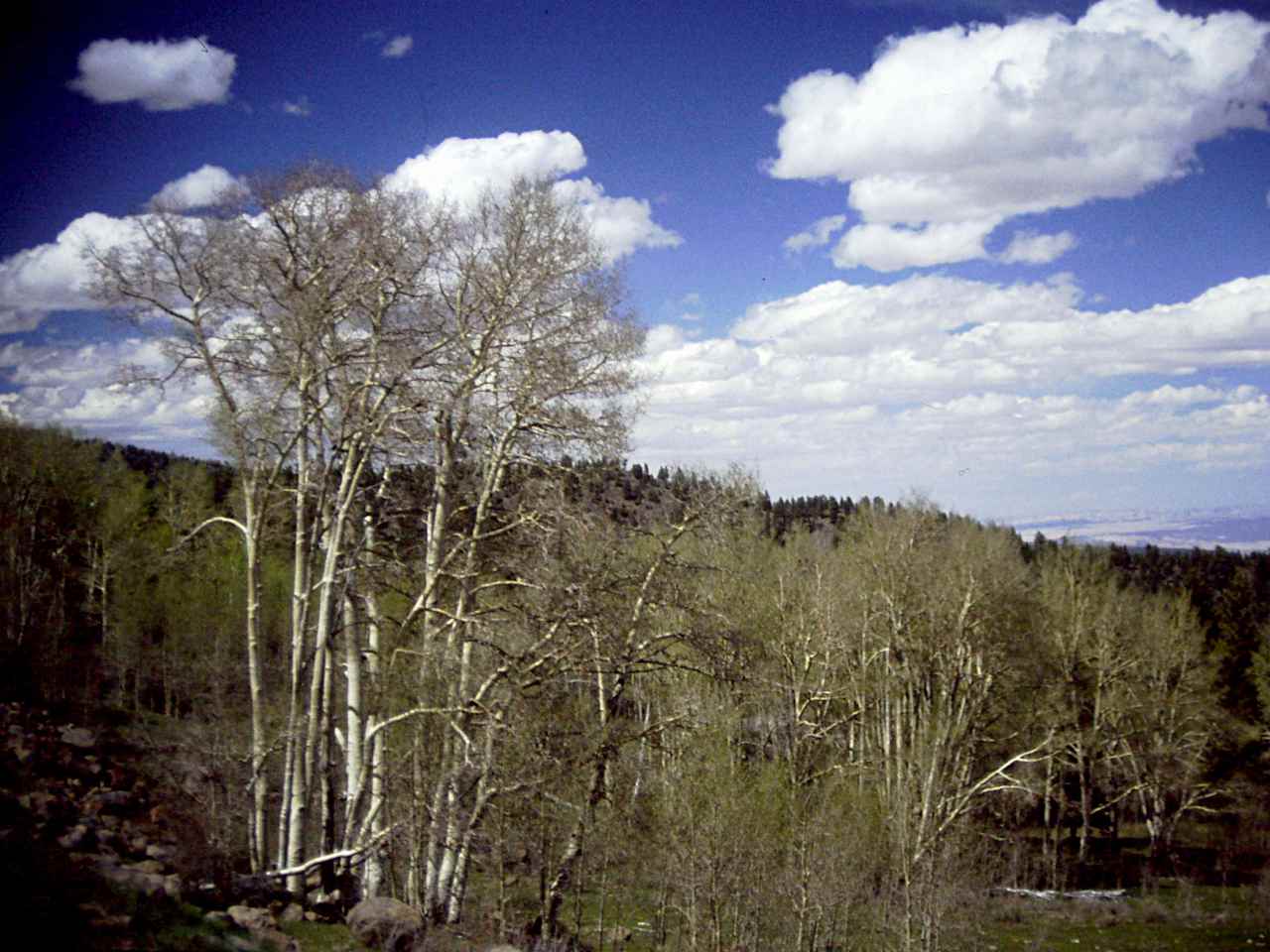 Mammoth Designated Dispersed Camping Area