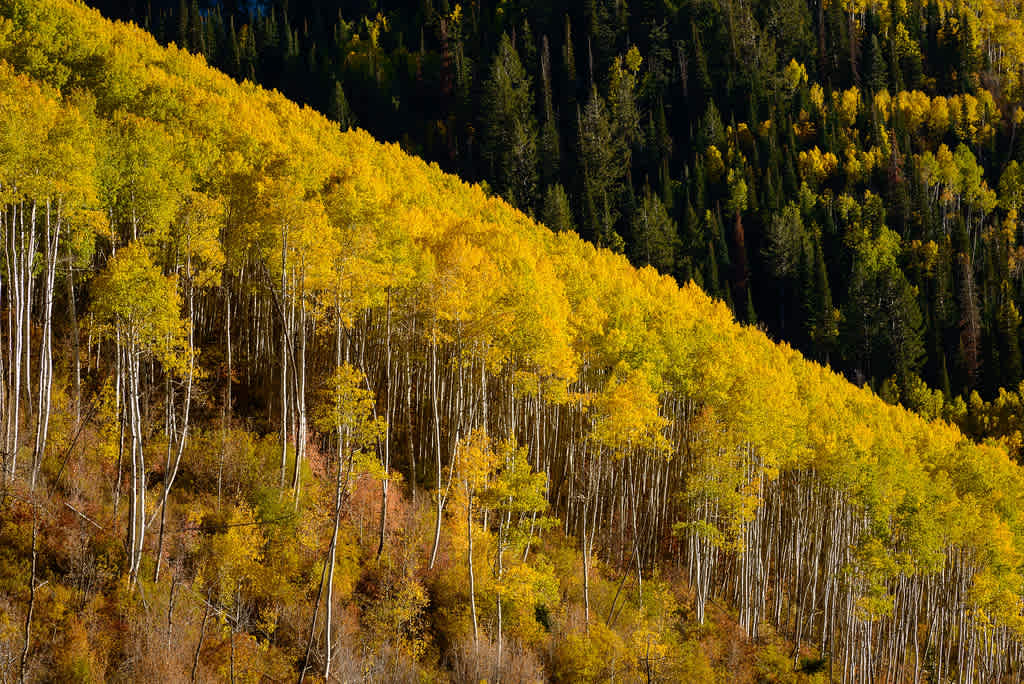 Manti-La Sal National Forest