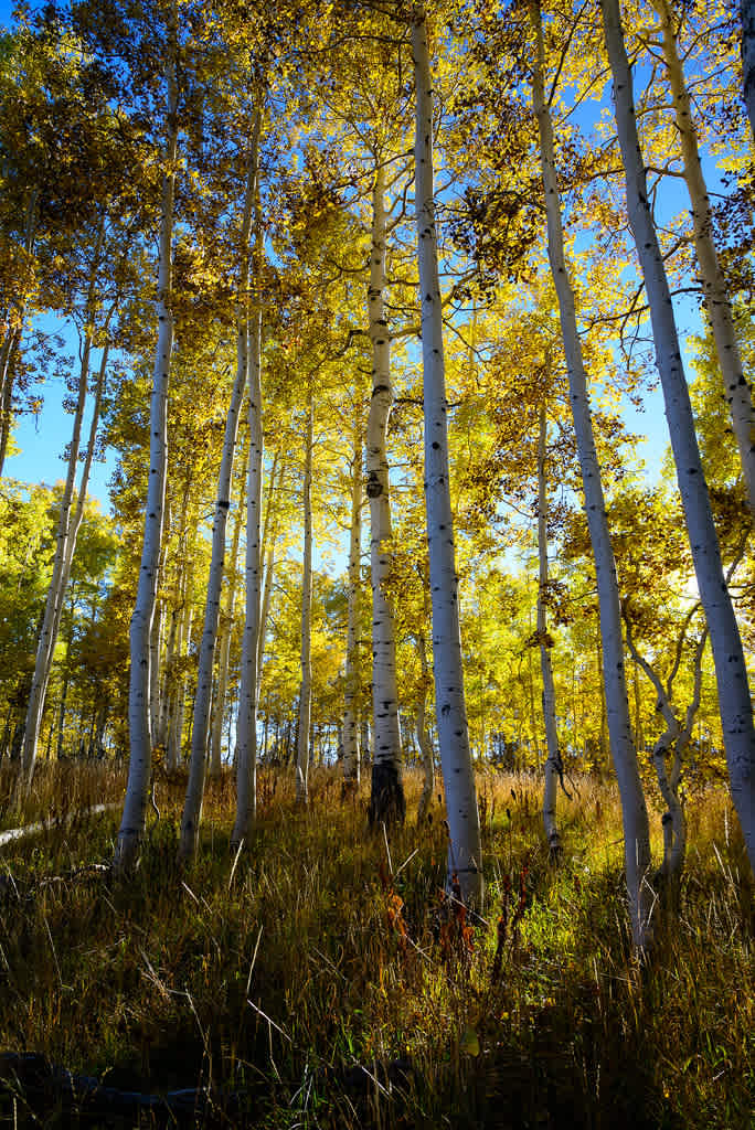 Upper Joes Valley Campground