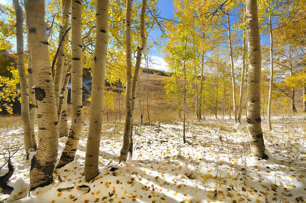 China Meadows Campground