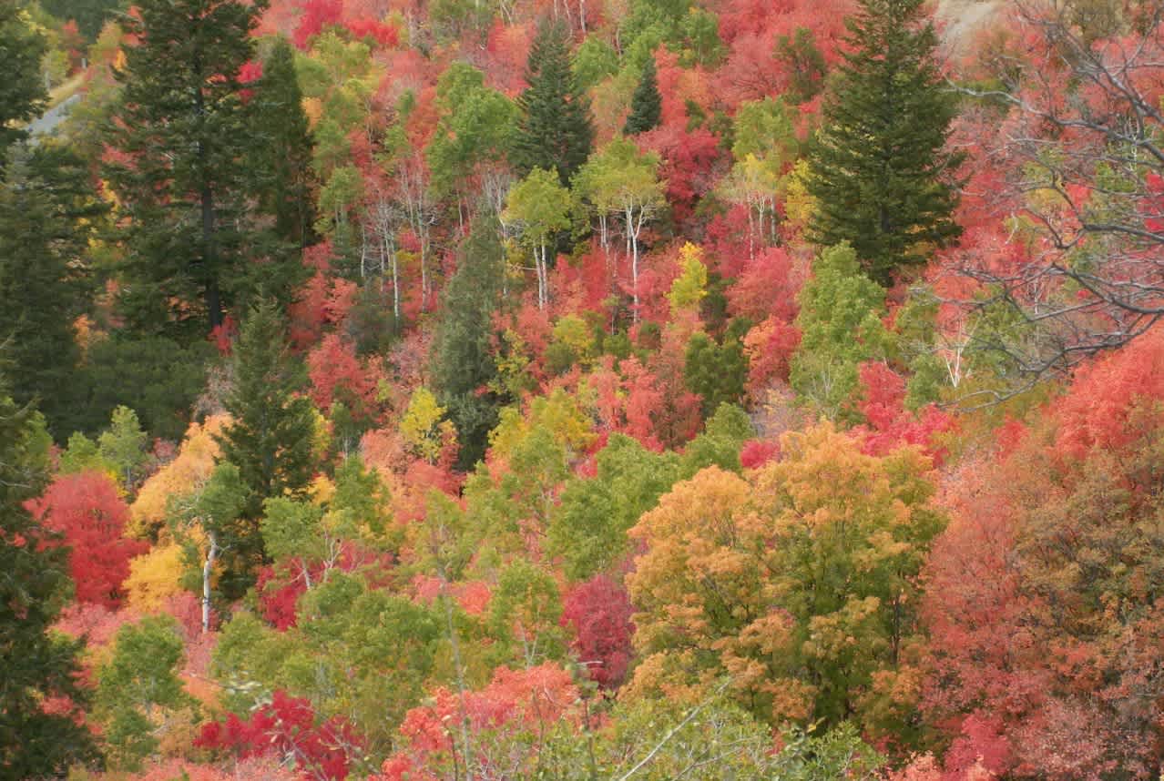 Wasatch Mountain Campground