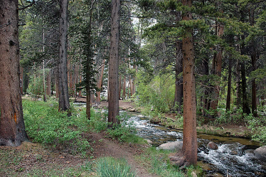 Stellar hiking through this amazing forest! 