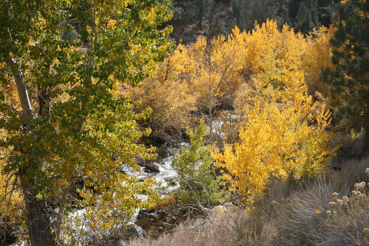 Awesome fall colors and huge trees!