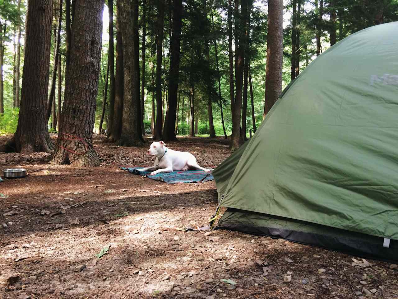 Cook Forest Park Campground