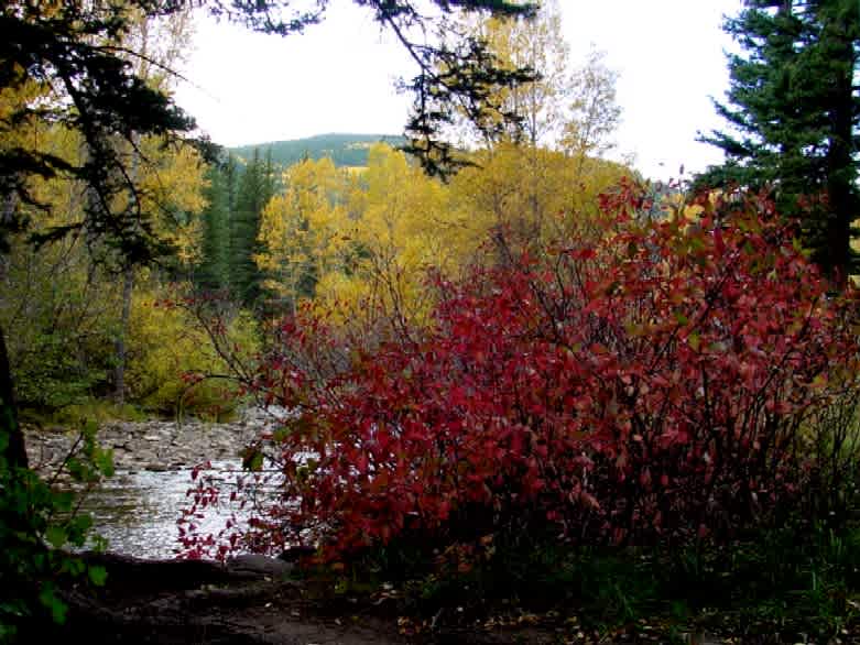 Carson National Forest