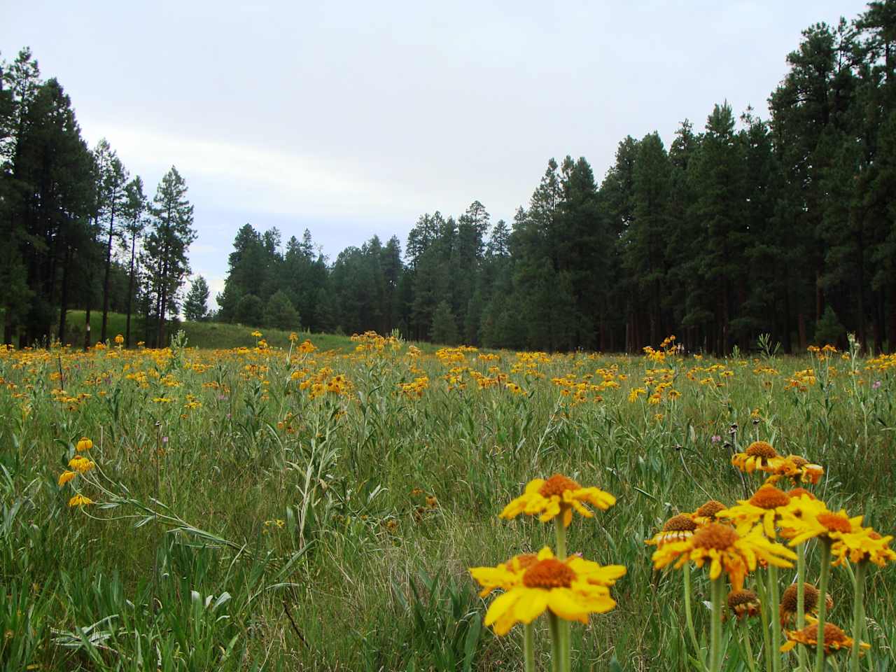 Apache-Sitgreaves National Forest