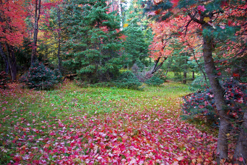 Lakeview Campground