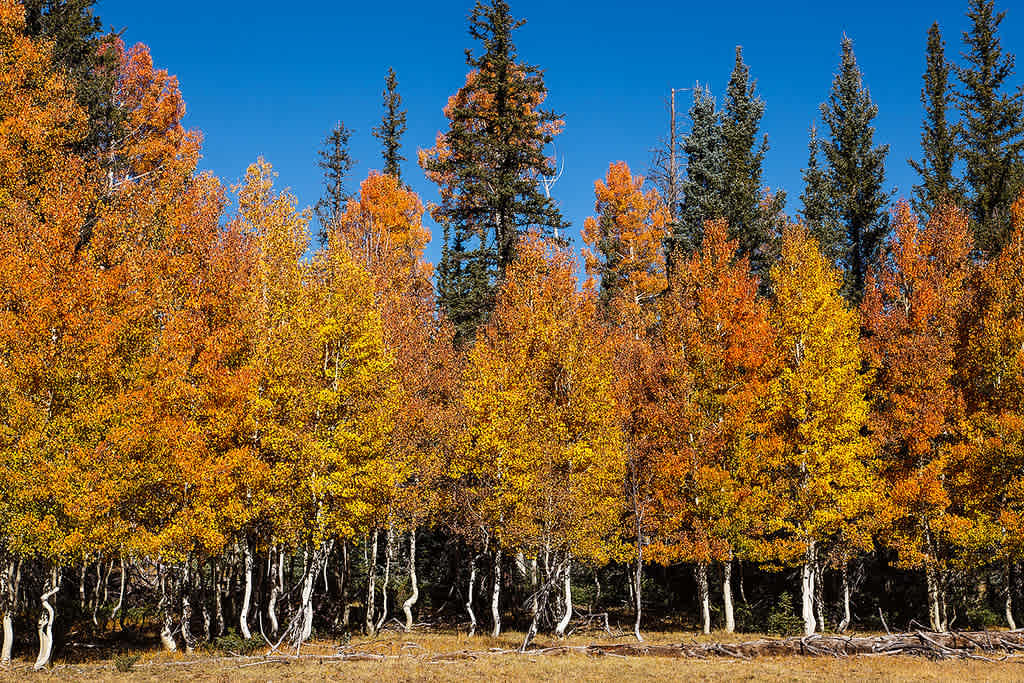 Jacob Lake Recreation Area and Campground