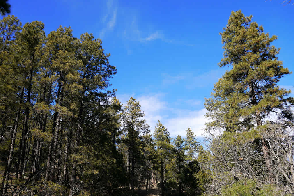 Prescott National Forest