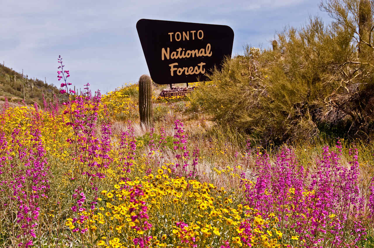 Tonto National Forest