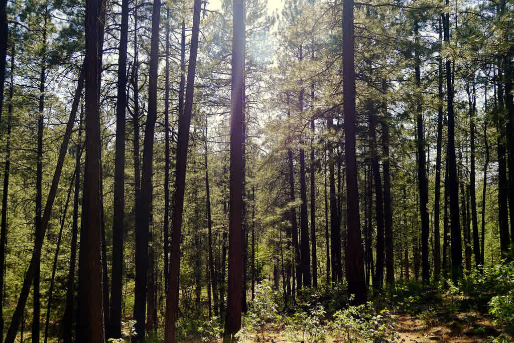 Jones Water Campground