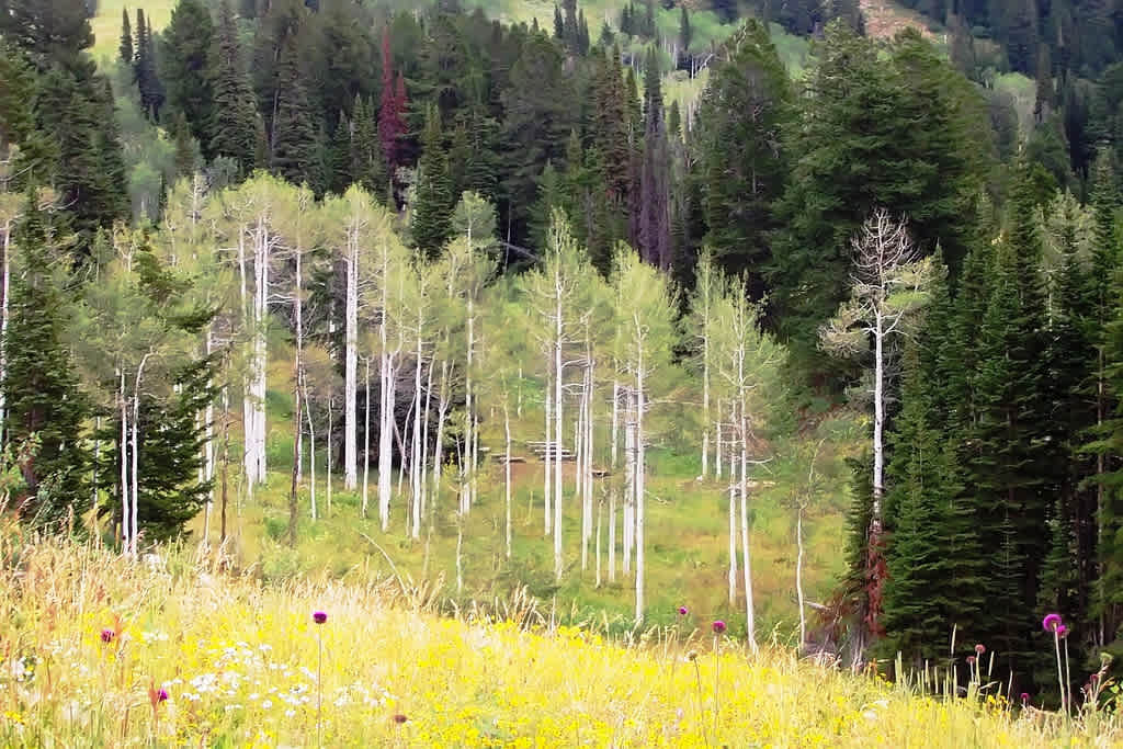 Trail Creek Campground