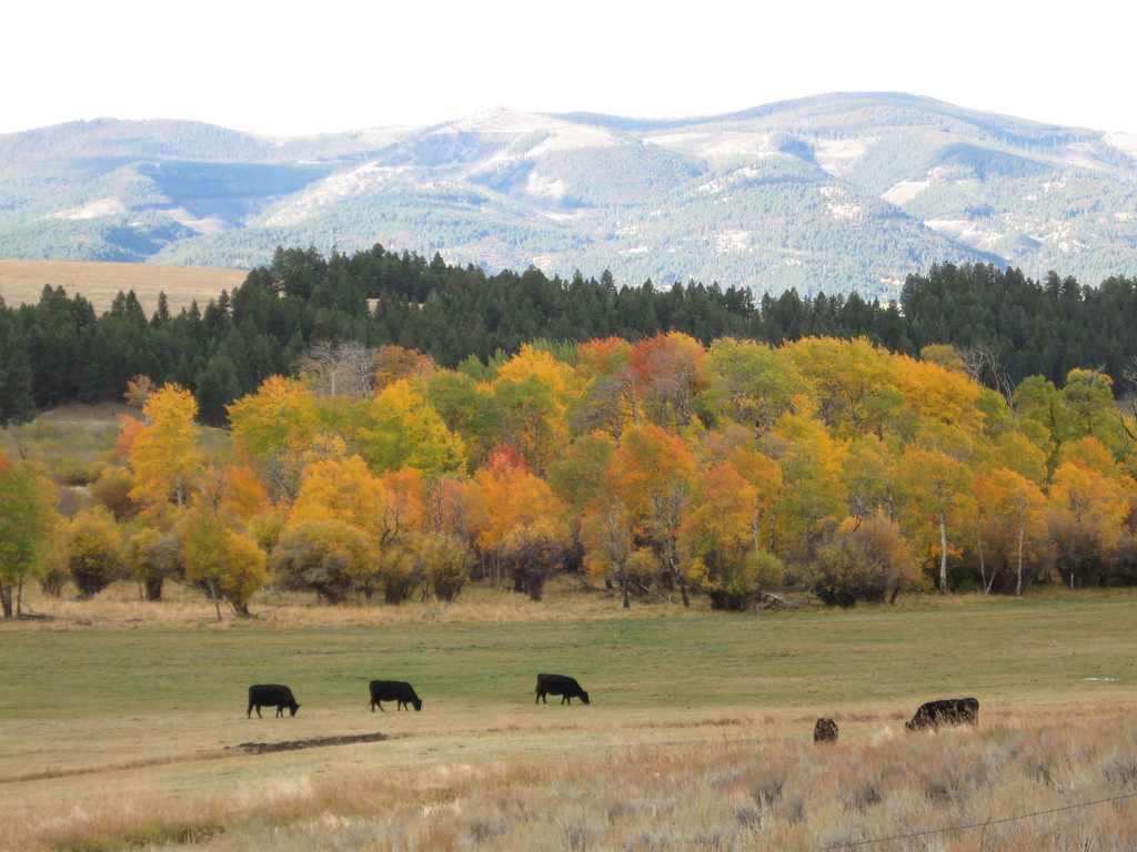 Helena National Forest