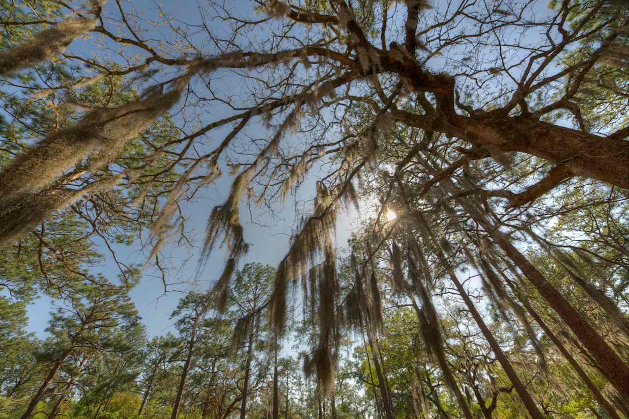 Magnolia Springs State Park