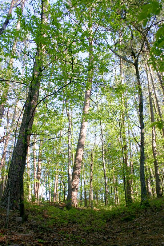 Fern Campground