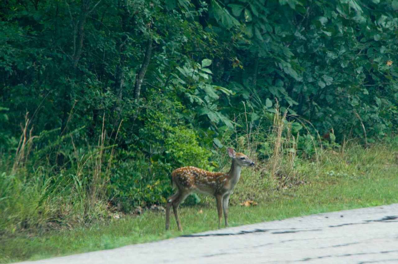 Kiamichi Park Campground