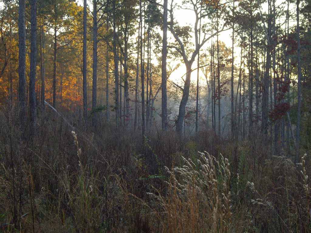 Talladega National Forest