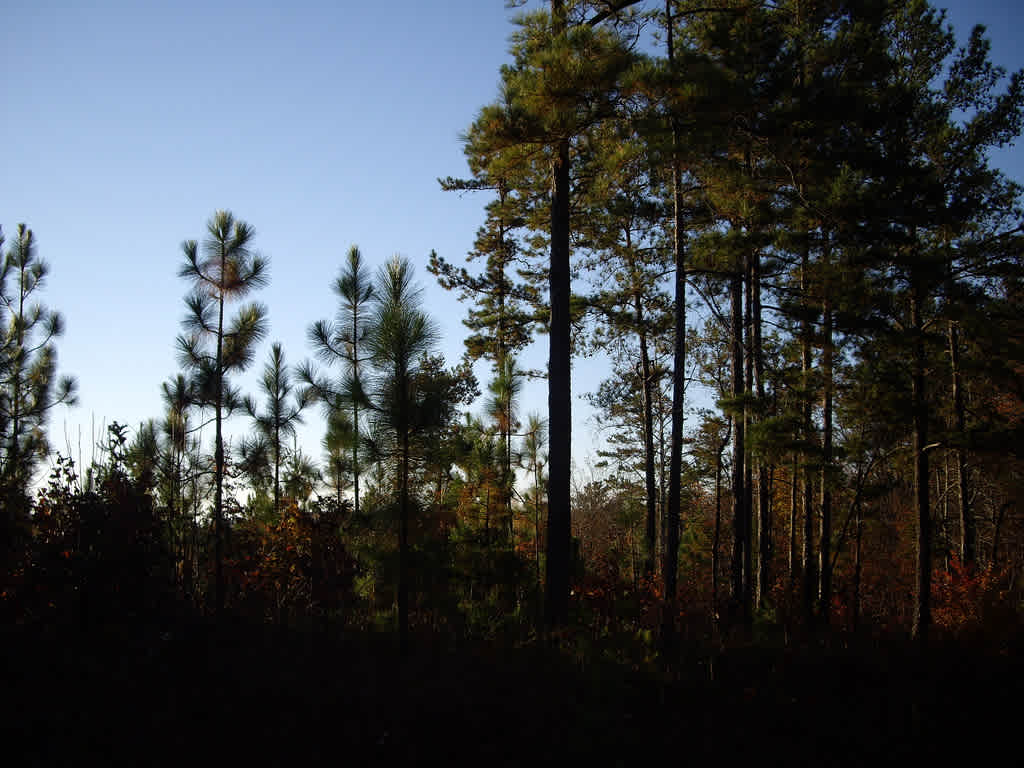 Big Oak Physically Disabled Hunting Camp